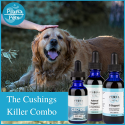 Treating cushing's clearance in dogs naturally